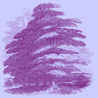 Engraving of a full-grown “Algum Tree,”, produces gum-arabic.