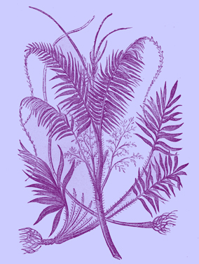 Engraving of calamus, or sweet cane, with leaves, stems, and roots, in the botanical style of the 19th century.