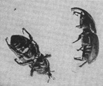 A black and white photograph, of two bill-bugs, black beetles. 