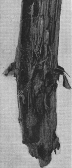 A black and white photograph, of a cornstalk, cut in half, with the inside, or pith, destroyed. 