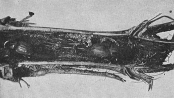 A black and white photograph, of a corn stalk but in half showing two bill-bugs in the eaten out core of the stalk. 