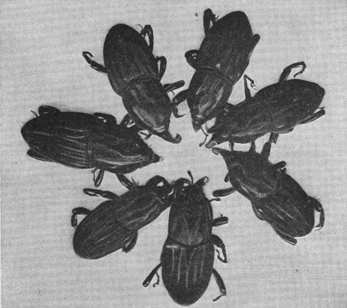 A black and white old photograph of a circle of 7 bill-bugs, with their heads towards the center. 