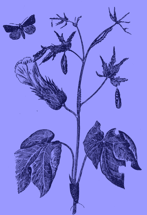 An black and white engraving of a plant with the cotton-leaf worm, in its stages around it. 