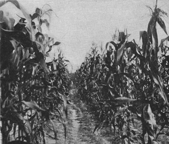 A black and white old photograph of a healthy cornfield.