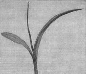 A black and white photograph of a young fox-eared corn plant, the center leaf stands stright up. 