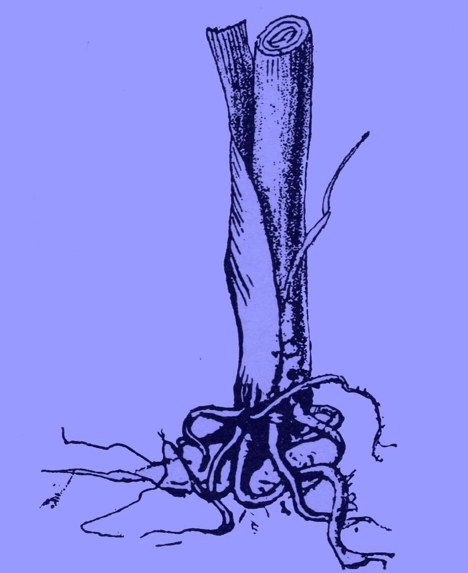 A black and white drawing of the base of a corn plant, with its roots.  The bud-worm is in the roots. 