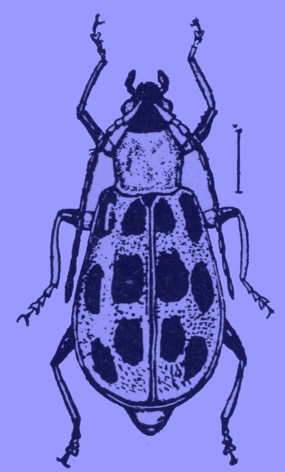 A black and white drawing of the cucumber-beetle.