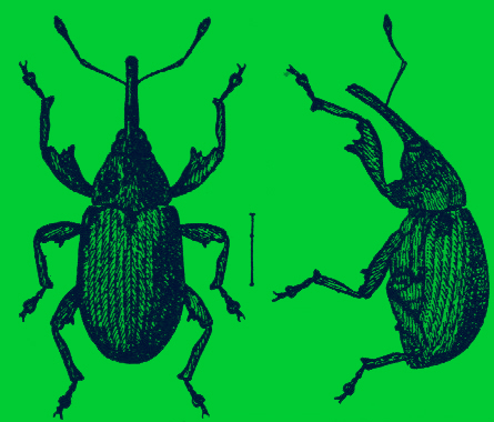 An black and white engraving of the front and side views of a boll weevil. 