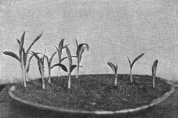 A black and white old photograph of a shallow round dish.  Half has young plants from clean seed, half started with weevilly seed, which is smaller.