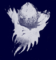A black and white photograph, of a cotton boll with a few tiny holes in it. 