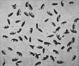 A black and white old photograph of many black corn-weevils.