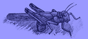 A black and white drawing of the grasshopper with its posterior inserted in the ground.