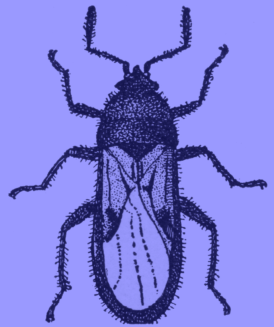 A black and white drawing of a chinch-bug.