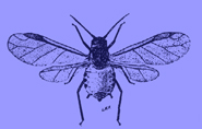 A black and white drawing of the winged adult cotton-root louse.