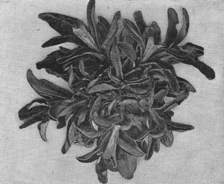 A black and white photograph of the life-everlasting plant.