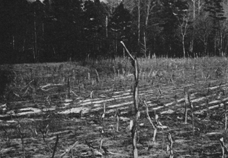 A black and white photograph of a field full of stubble.