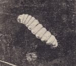 A black and white old photograph of the cream colored caterpillar of the candle-fly.