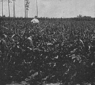 A black and white photograph, of a man standing in the middle of a field of cowpeas. 