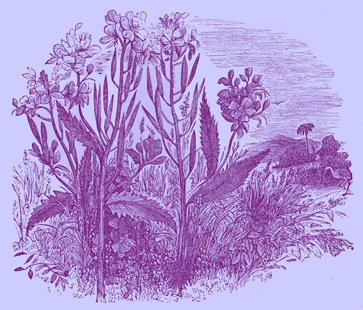 Engraving of mustard plants with leaves, flowers and stems, in a field.