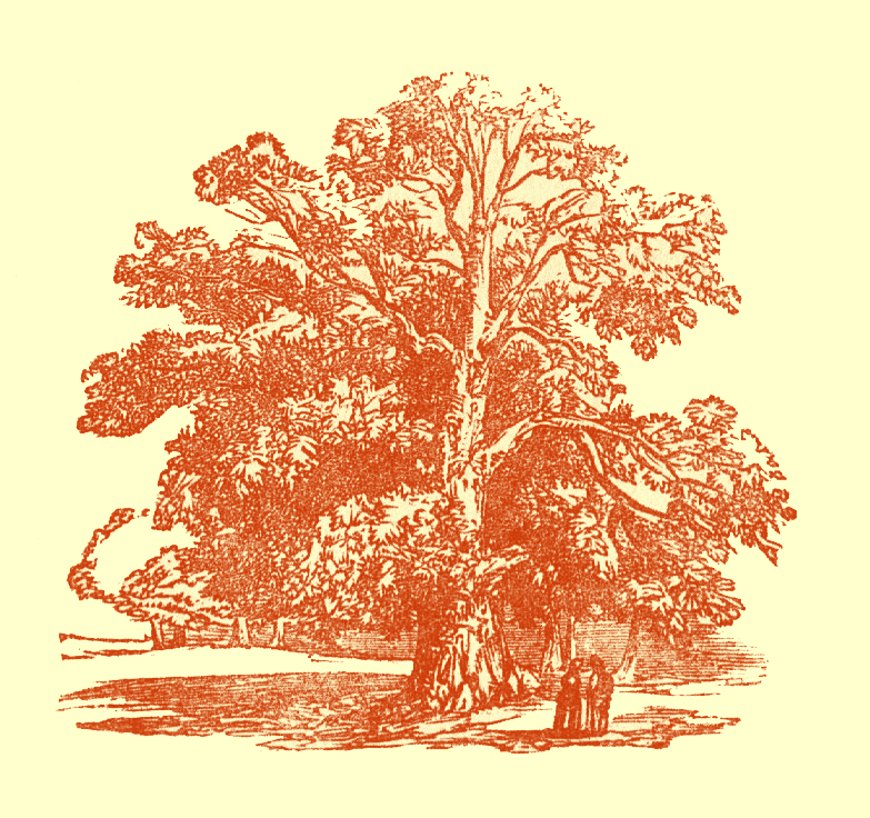 Black and white pen and ink drawing, of a large tree with two people standing beneath it.