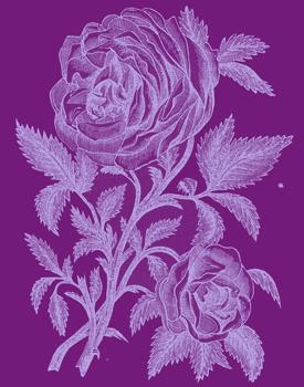 Engraving of 2 roses with leaves and stems, in the botanical style of the 19th century.