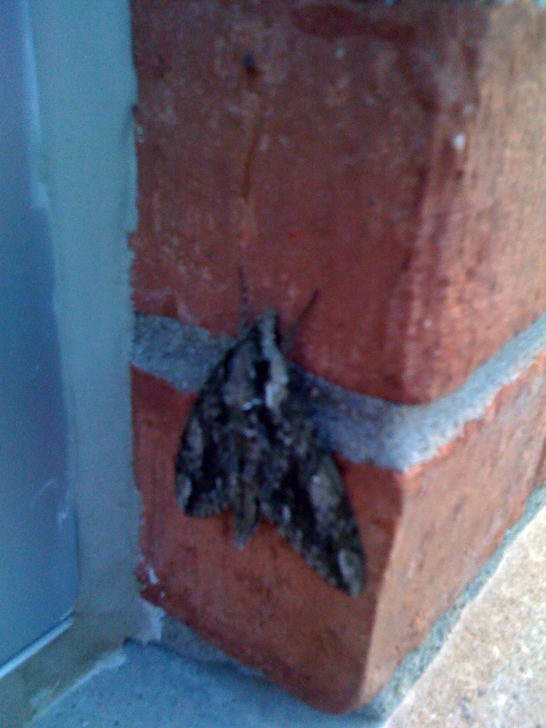 Brown, black and gray moth that looks like a stealth bomber with eyes.  Picture by Terra.